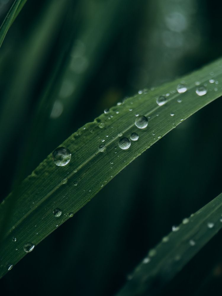 Photograph by ALISA NEZHINSKAYA