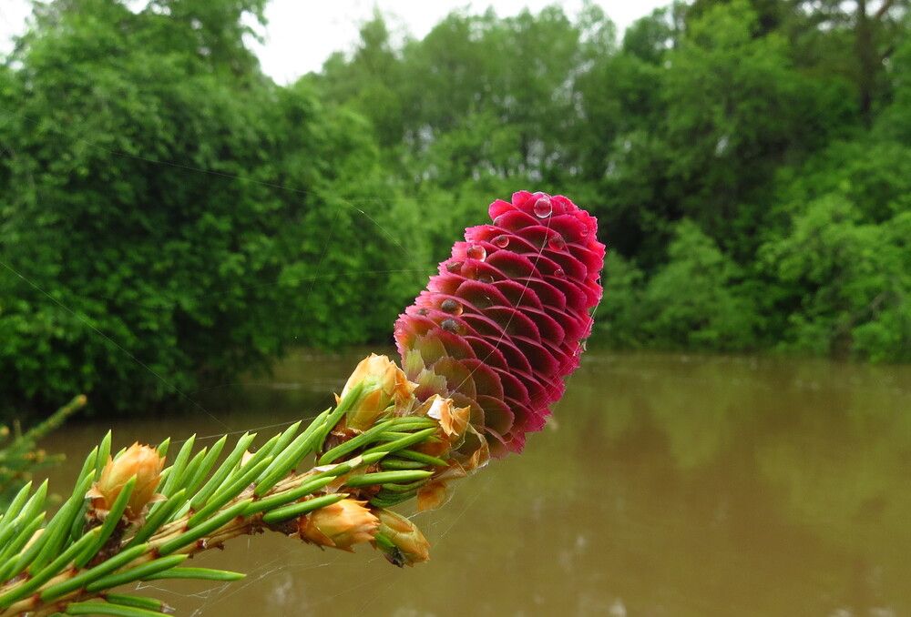 Photograph by Елена Казарина