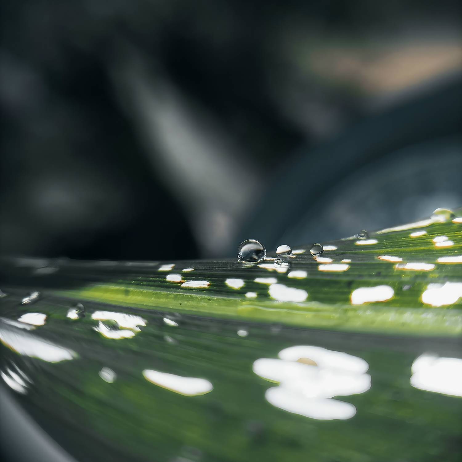 Pearls of the Morning