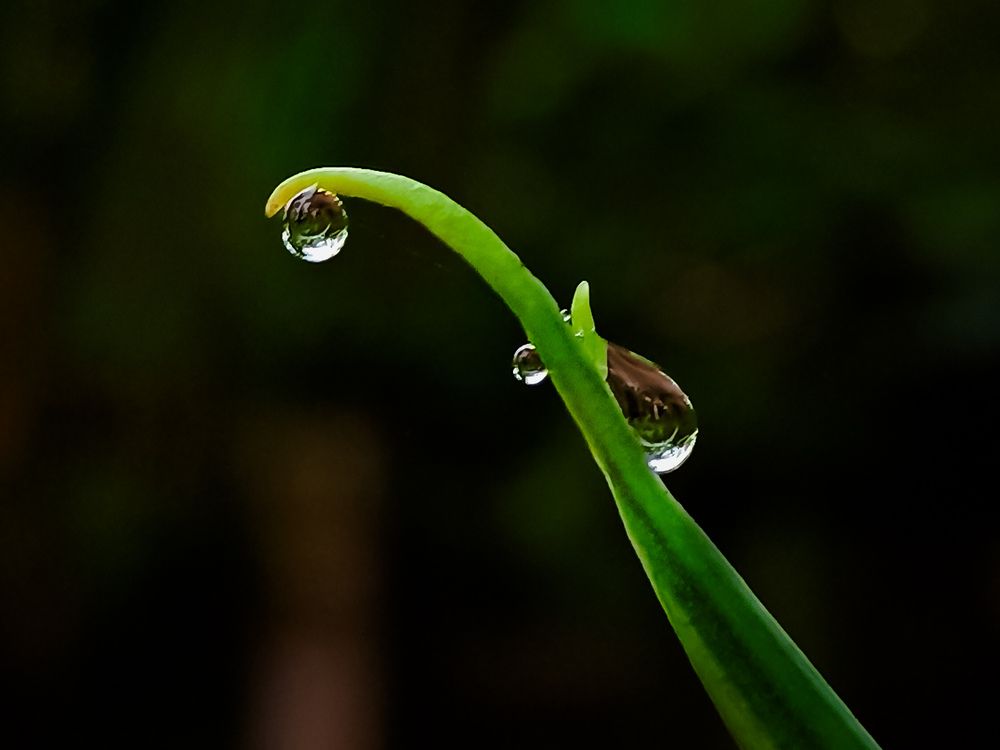 Photograph by SHRIYAKSHI