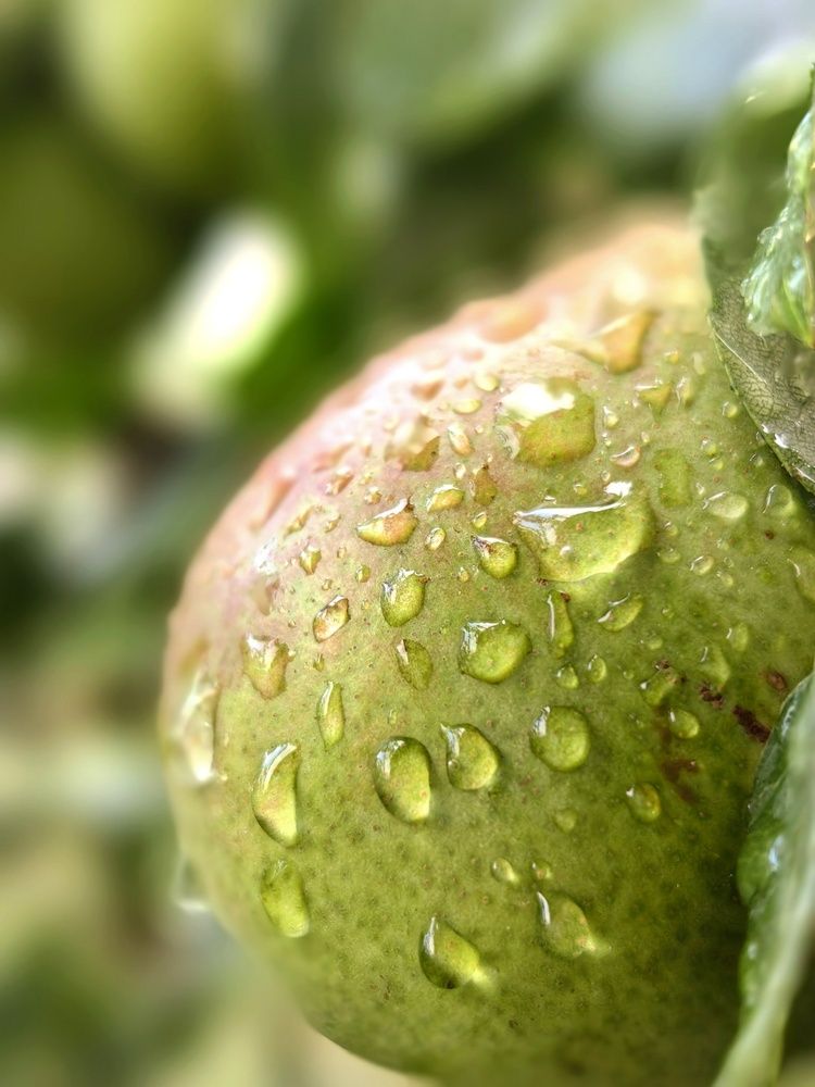 Photograph by OLGA MIKHNEVICH