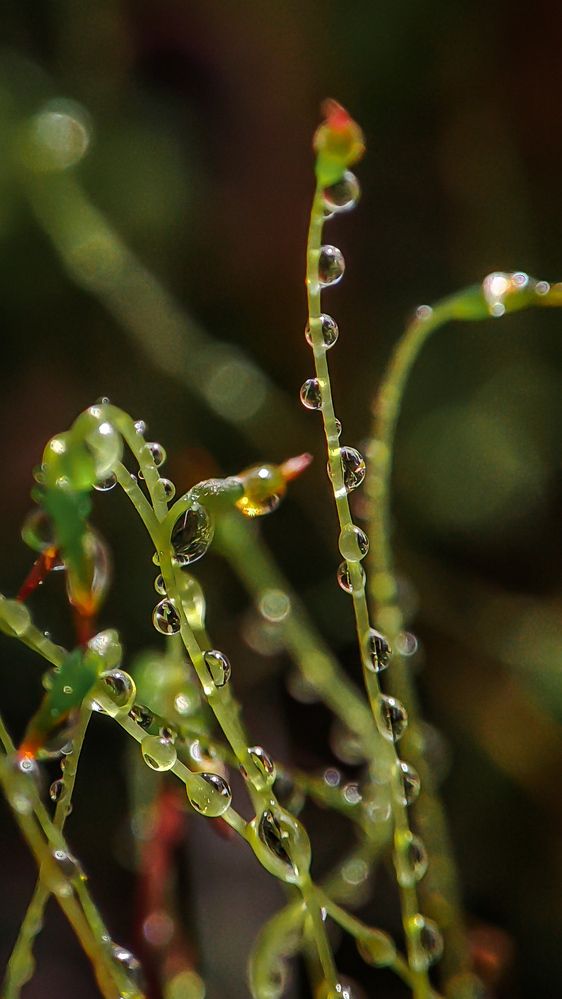 Photograph by Ирина Строкова