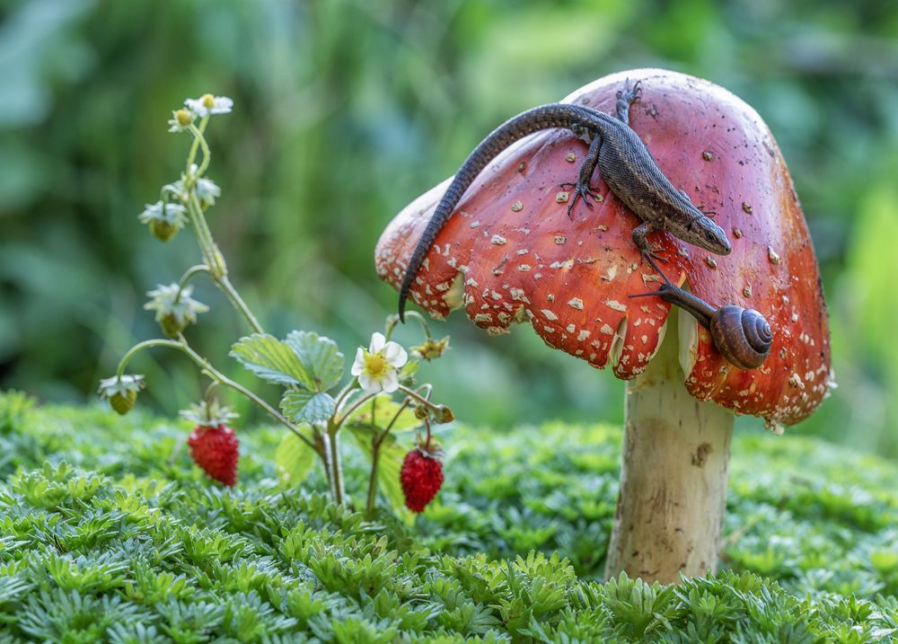 Хозяйка мухоморной горы)