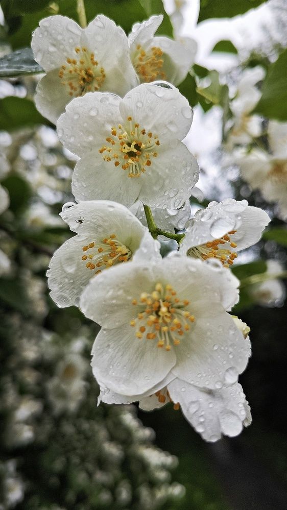 Photograph by Елена