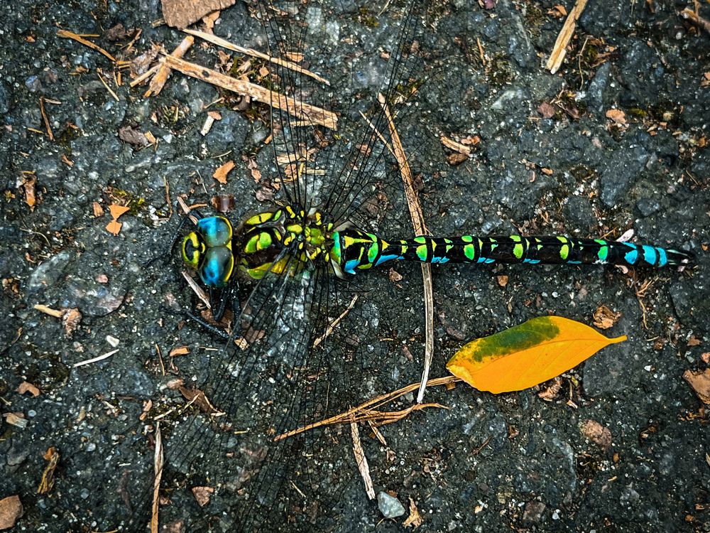 Фотография автора Яна Сидорова
