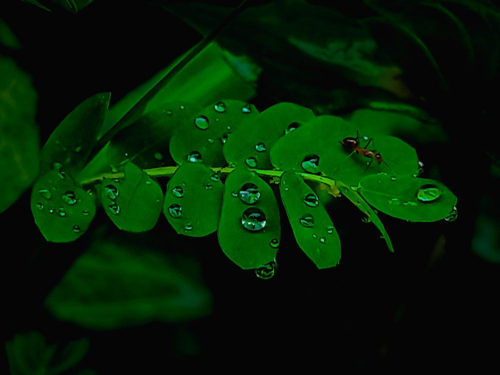 Photograph by SHRIYAKSHI