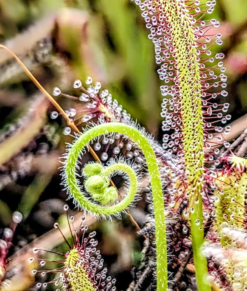 Фотография автора Ian Heard