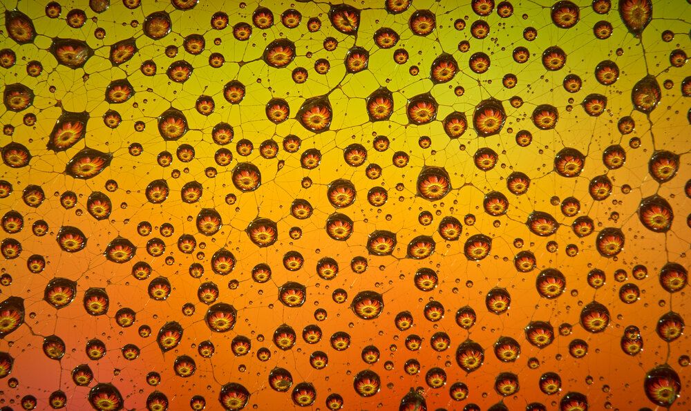 Photograph by Boris Bekelman