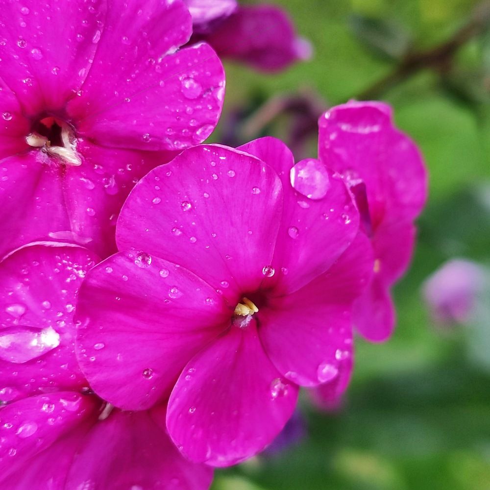 Photograph by Анна Андреевна