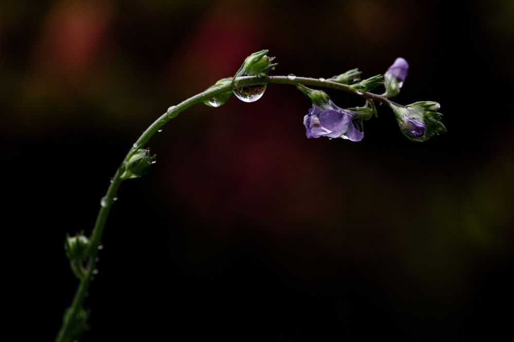 Фотография автора kurouzu.setsuna