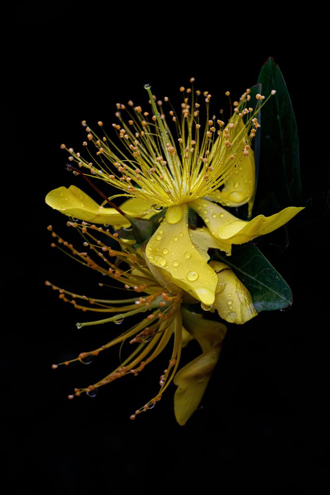 Фотография автора kurouzu.setsuna