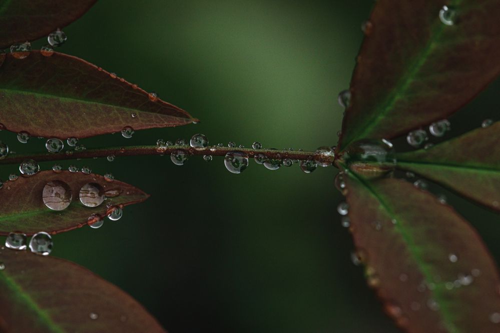 Фотография автора kurouzu.setsuna