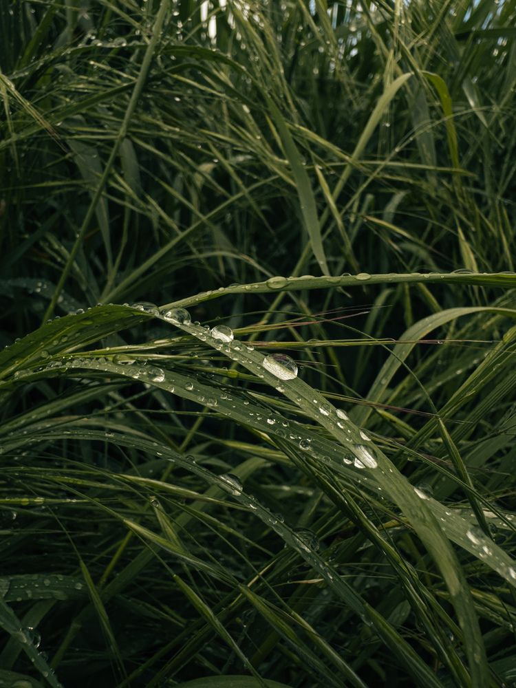 Photograph by Анна Голубцова