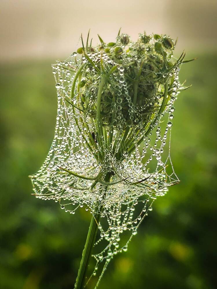 Photograph by Лена Гром