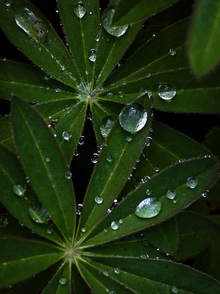 Photograph by Анастасия Гульванюк