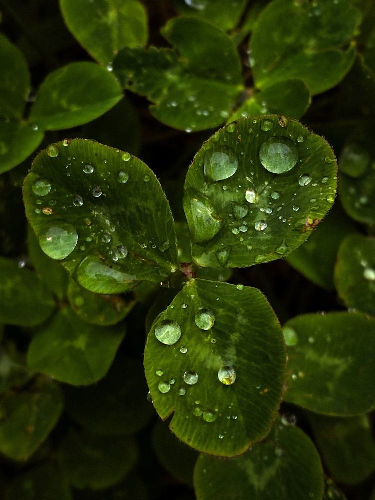 Photograph by Анастасия Гульванюк