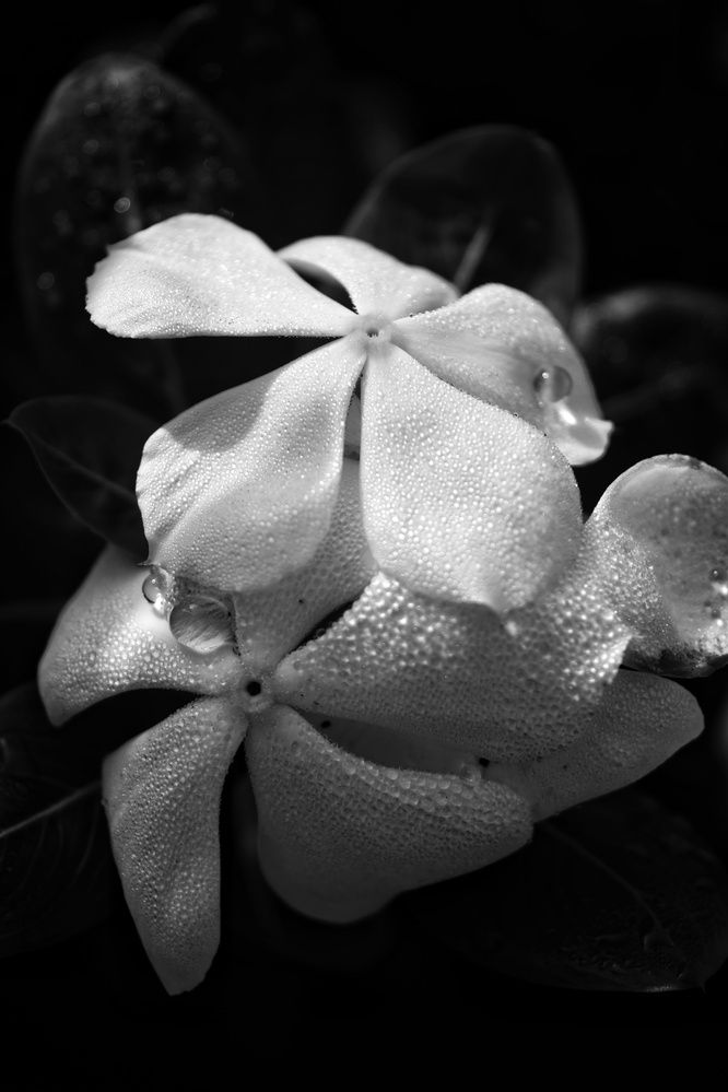 Photograph by Sheuli Akther