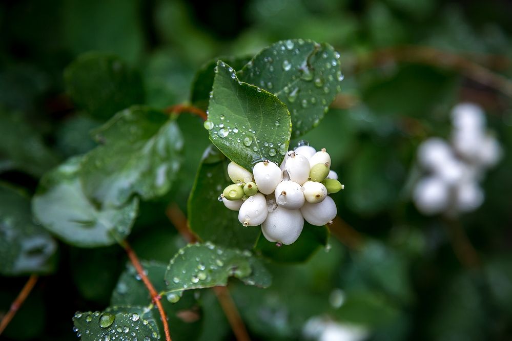 Photograph by Алексей Трифонов