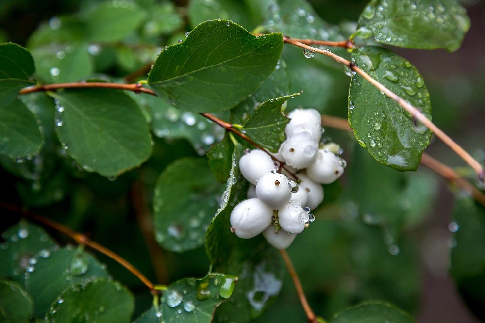 Photograph by Алексей Трифонов