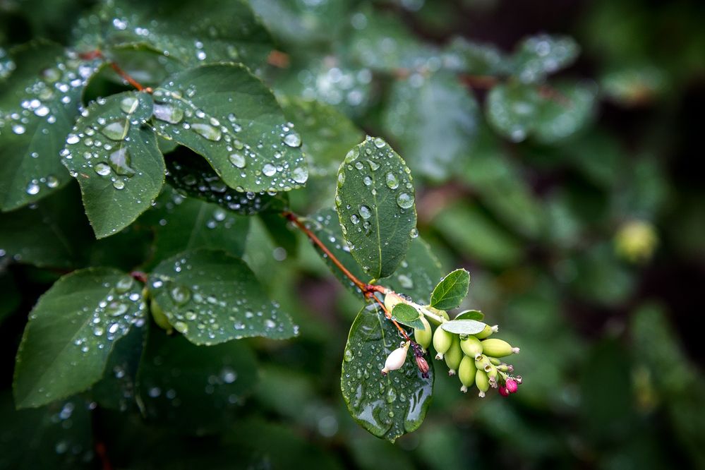 Photograph by Алексей Трифонов