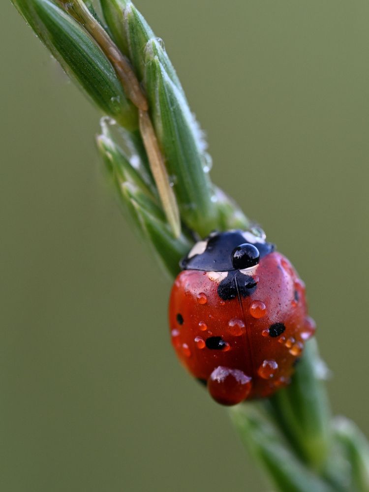 Photograph by BESPAMIATNYI Dmitry