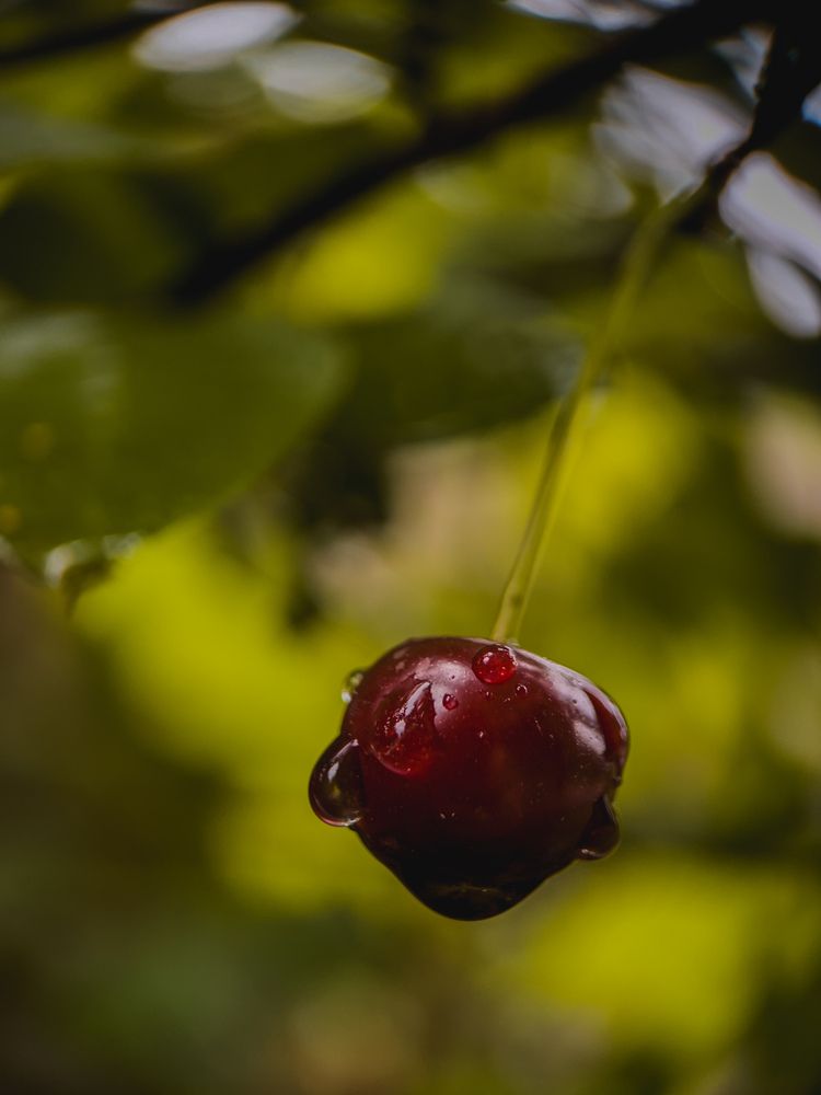 Фотография автора VICTORIA KAZAKOVA