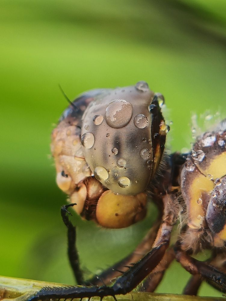 Photograph by Mrinal Saha