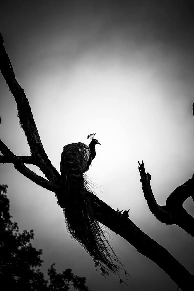 Photograph by Subhajit Datta