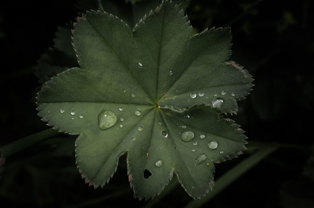 Photograph by Лобанов Денис