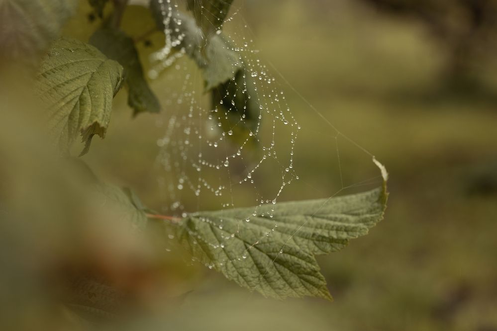 Photograph by Надежда Гриднева