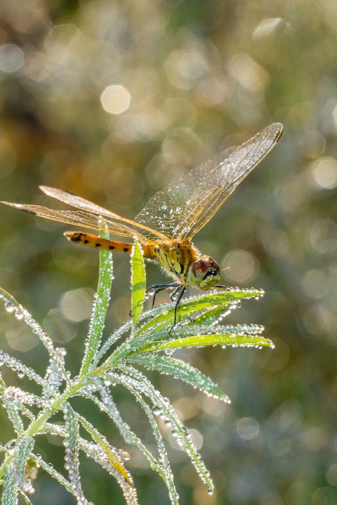 Photograph by Елена