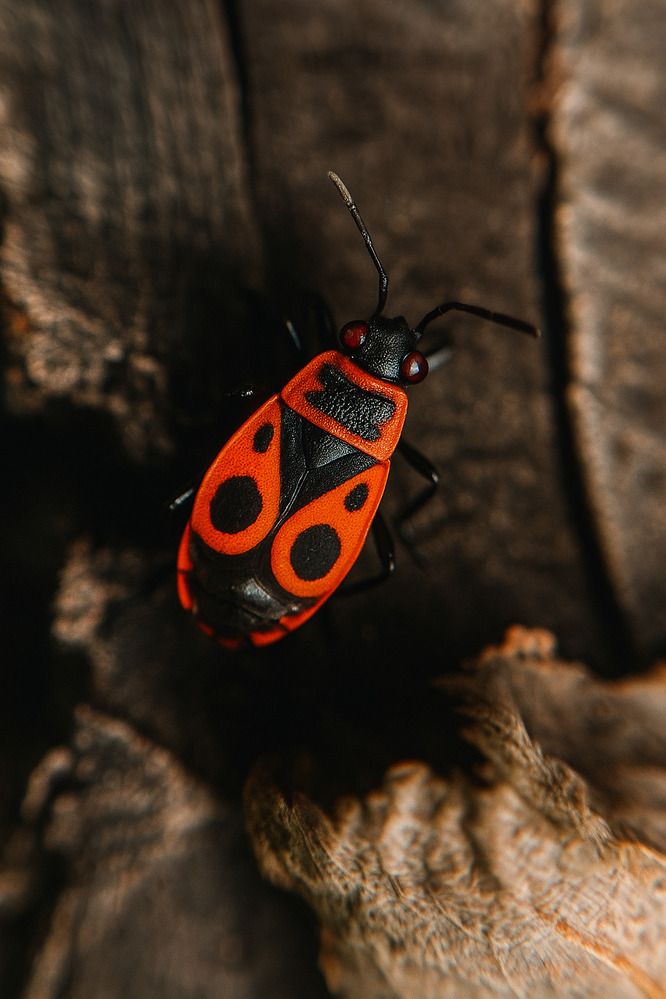 Фотография автора Анастасия