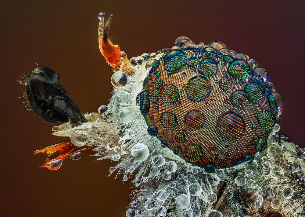 Photograph by Tran The Ngoc