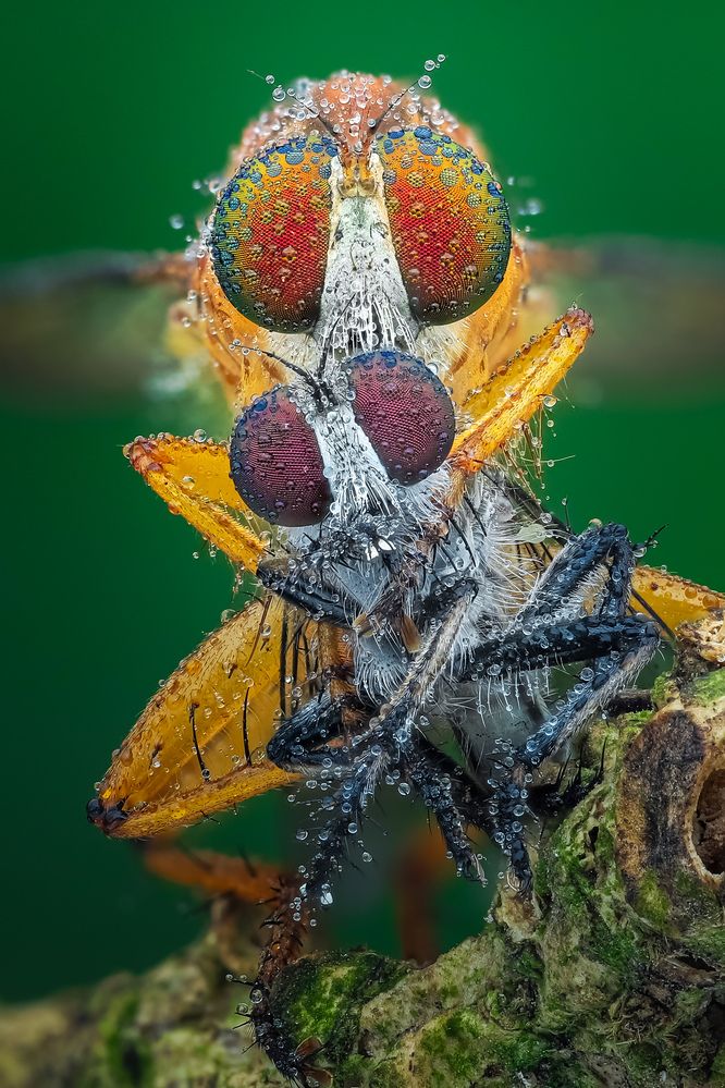 Photograph by Tran The Ngoc