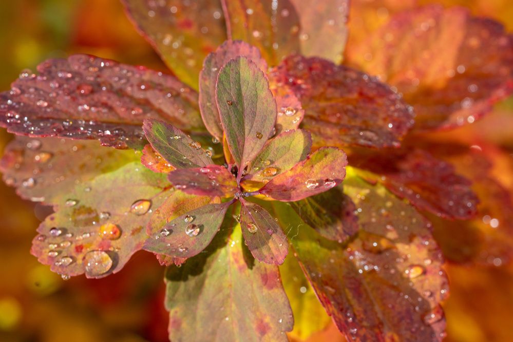 Фотография автора Ruslan Badykov