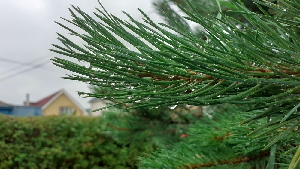 Photograph by Елена Лещева