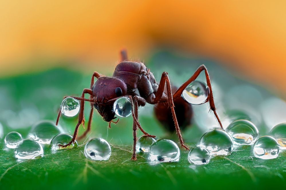 Photograph by Tsvetan Ganev