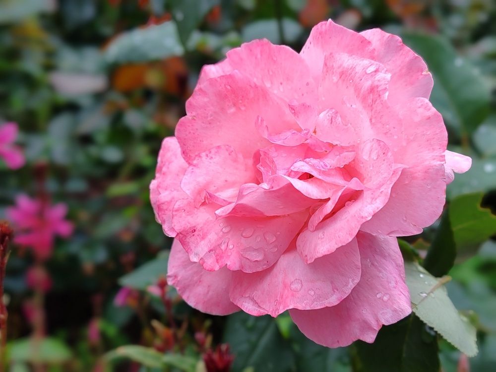 Photograph by Алёна Гильмуллина