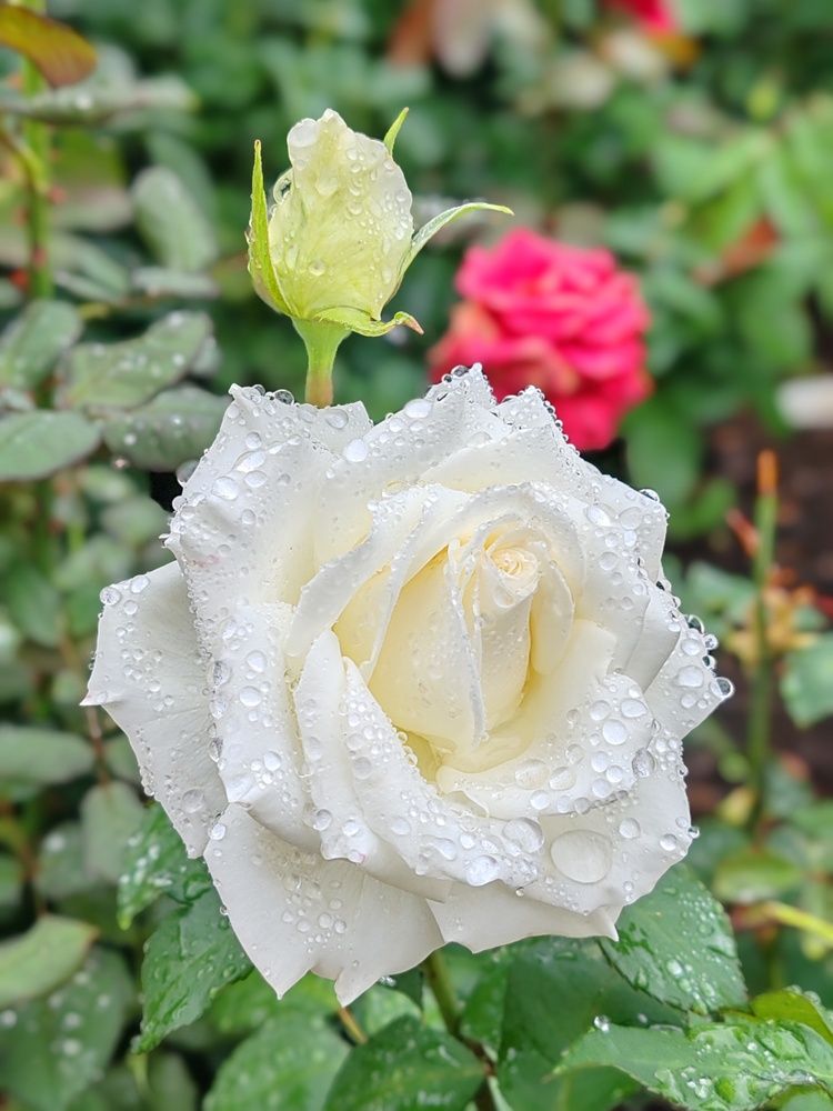 Photograph by Алёна Гильмуллина