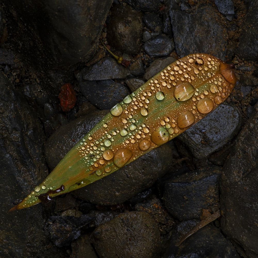 Photograph by Valdir Hobus