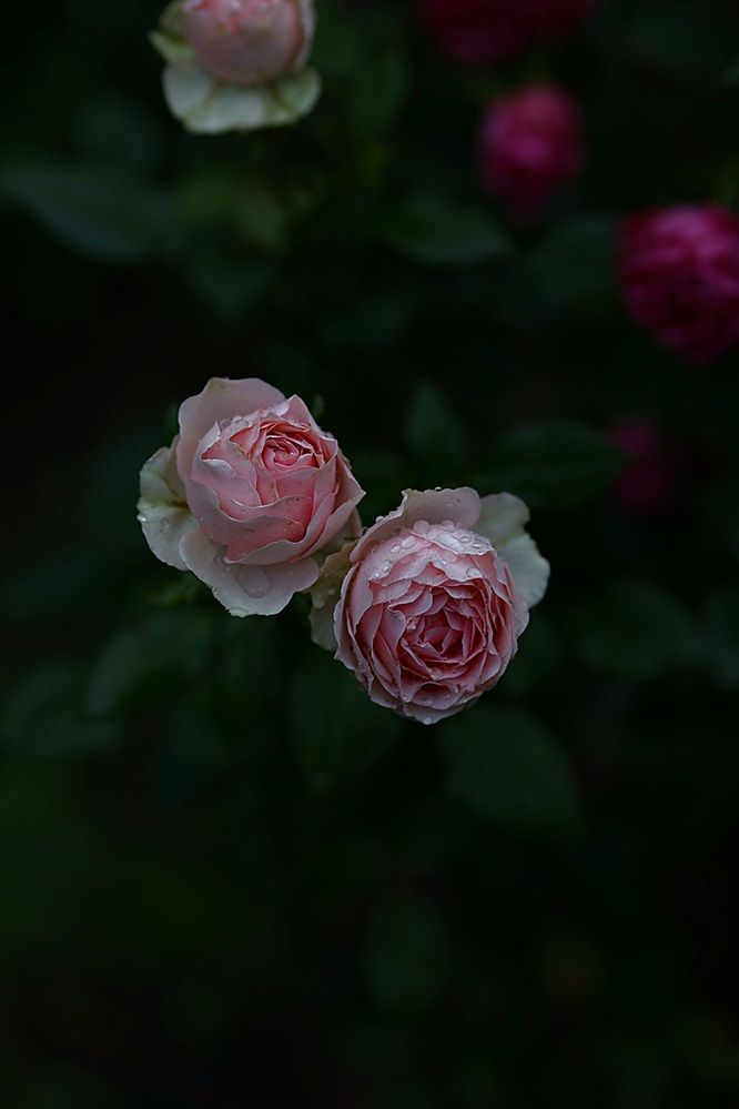 Photograph by Оксана Серёгина