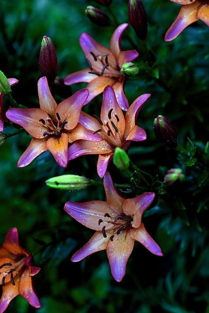 Photograph by Оксана Серёгина