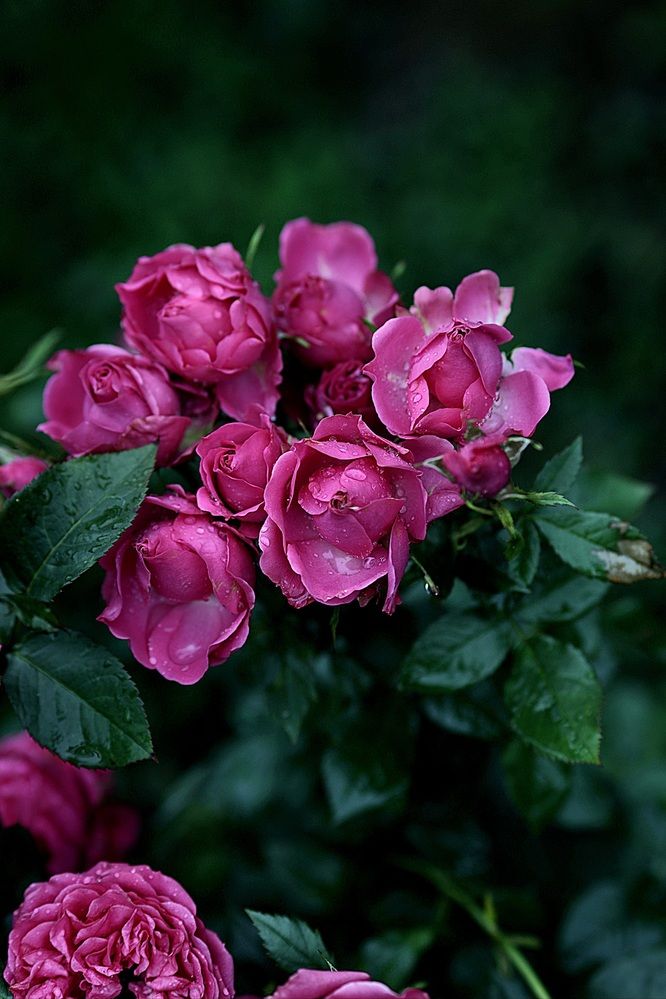 Photograph by Оксана Серёгина