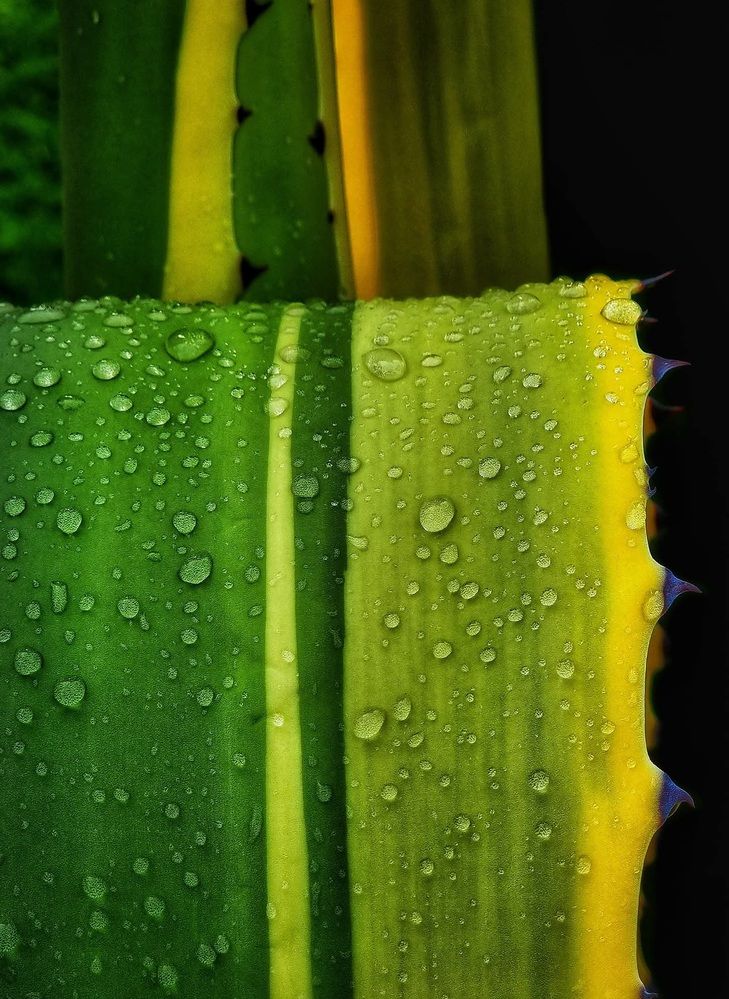 Photograph by Polina Svirida