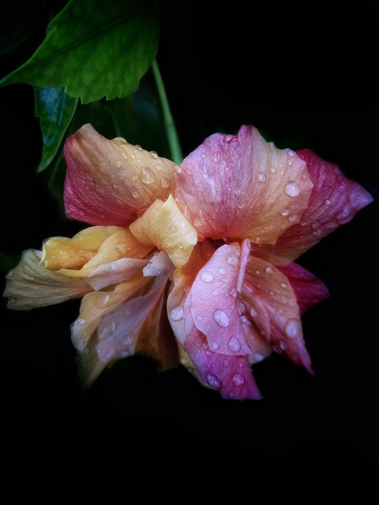 Photograph by Polina Svirida