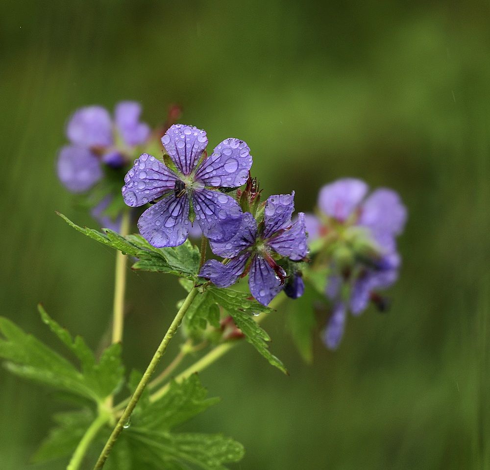 Photograph by Лариса Ким
