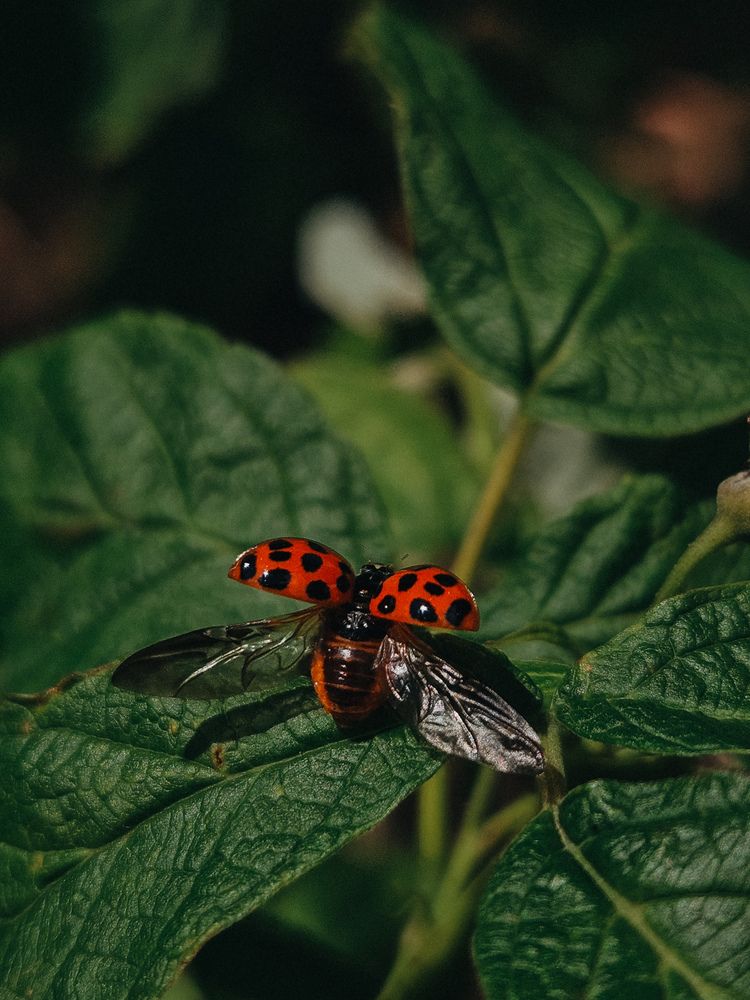 Photograph by Кристина Альшанская