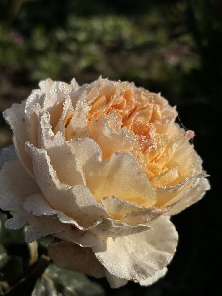 Photograph by Дмитрий Бобровский