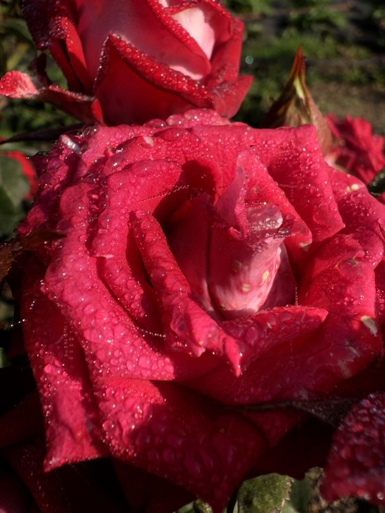 Photograph by Дмитрий Бобровский