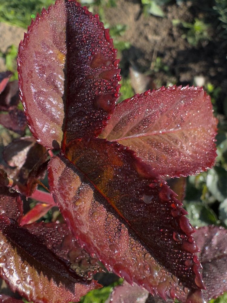 Photograph by Дмитрий Бобровский